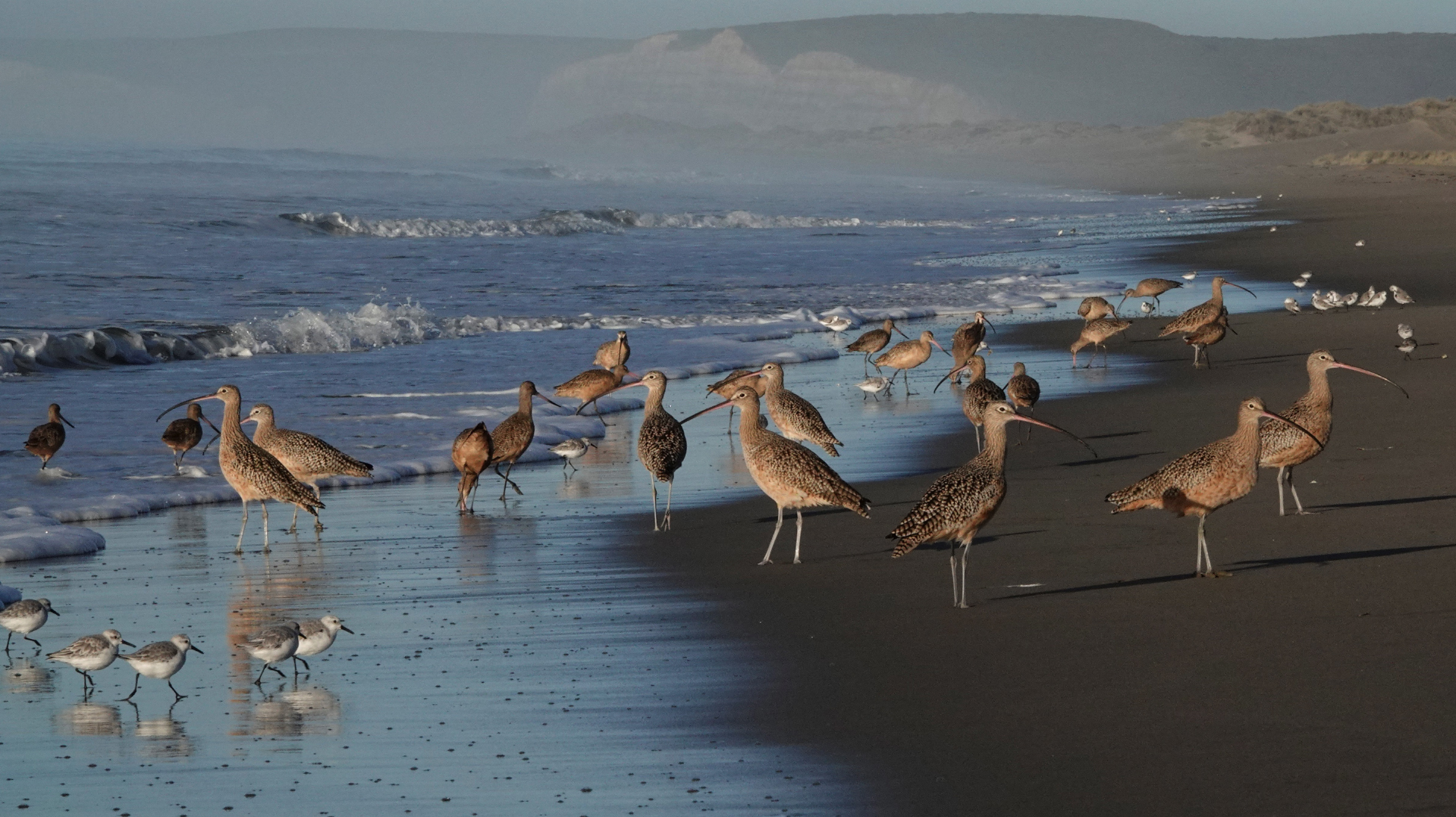 CS-header - aves playeras en Limantour Nils Warnock