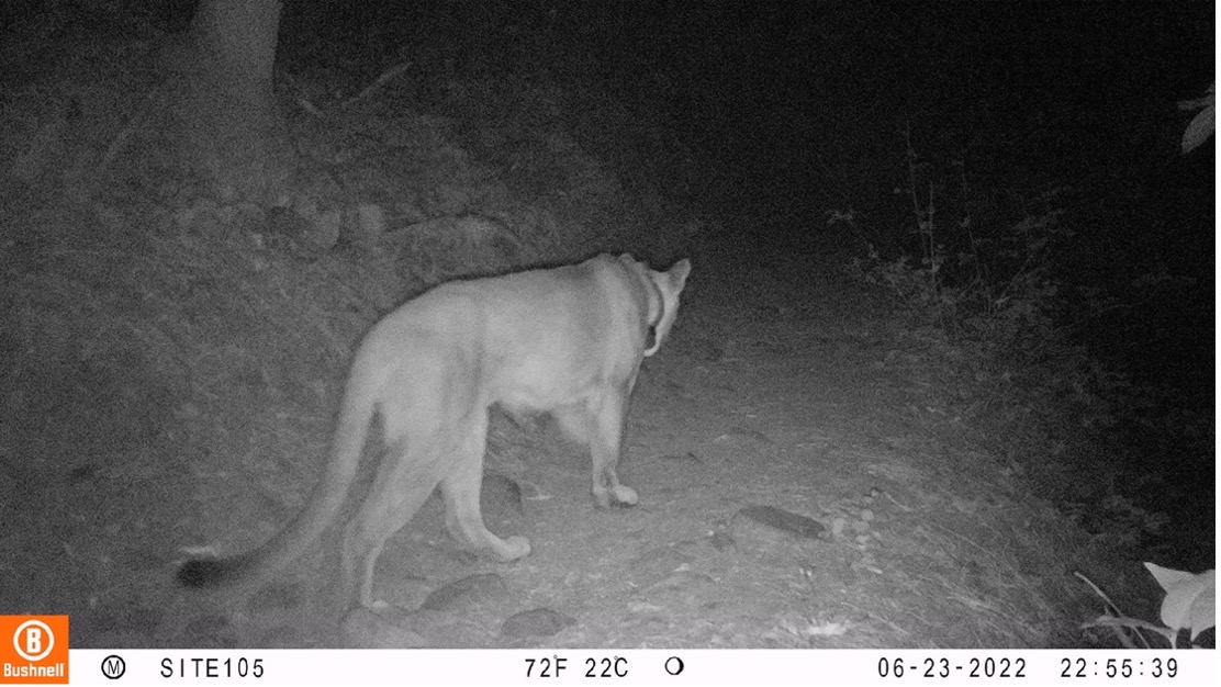 Sonoma Valley mountain lions observed sharing a meal over several days ...