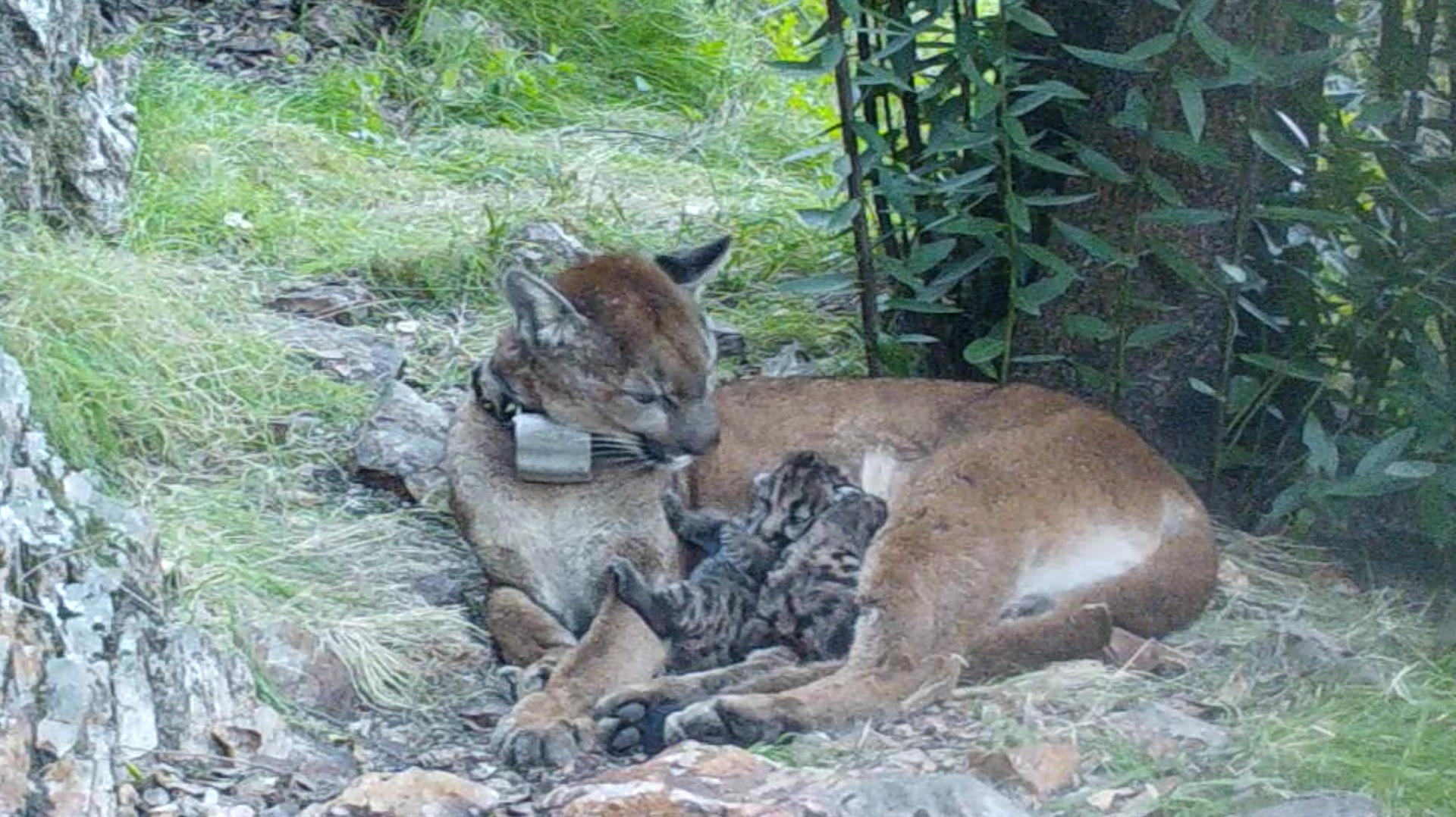 LwL- P16 and kittens CTA