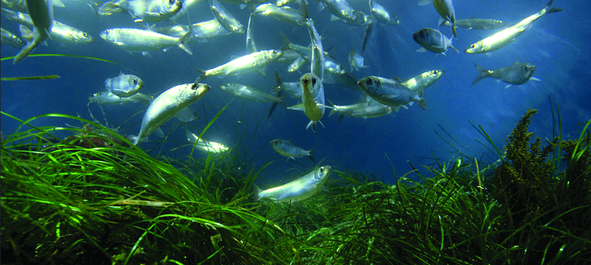 pacific_herring_cropped-low-res