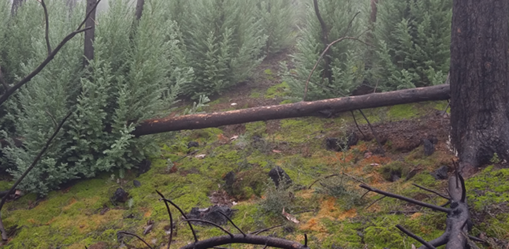 Snags: Why dead trees are essential for healthy forests - Audubon ...