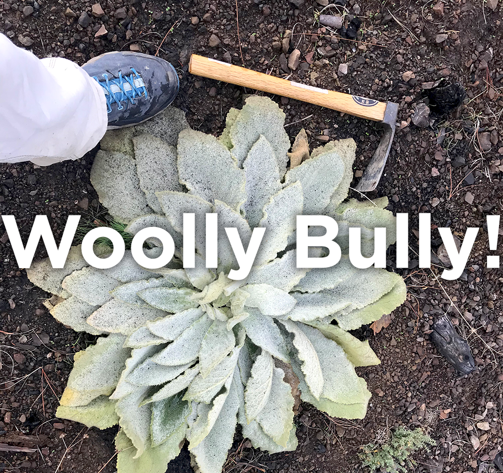 woolly_bully-_mullein