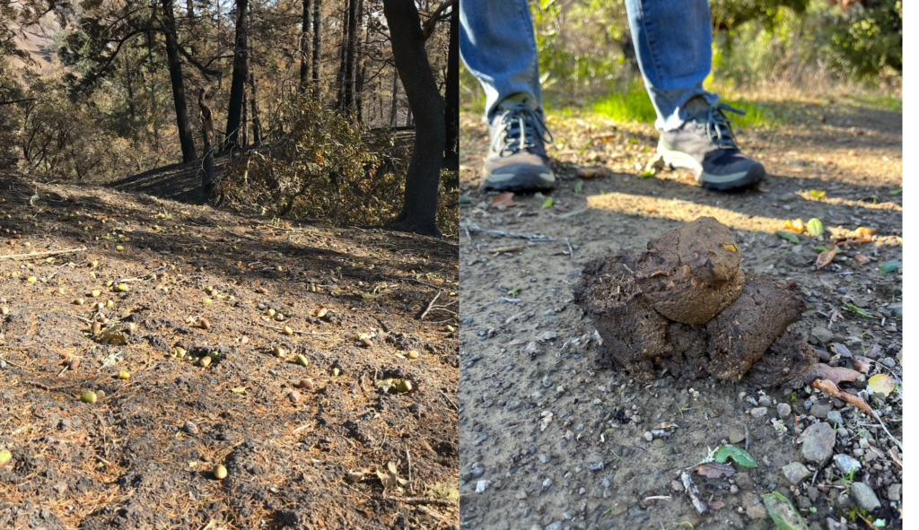 Left: Acorns on the burnt soil shortly after the 2019 Kincade Fire. Right: Bear scat at Modini Preserve. Photos by Michelle Cooper.
