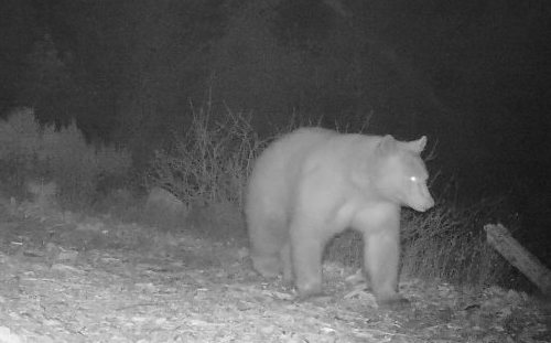 Oso negro en la reserva de Modini en 2017.  