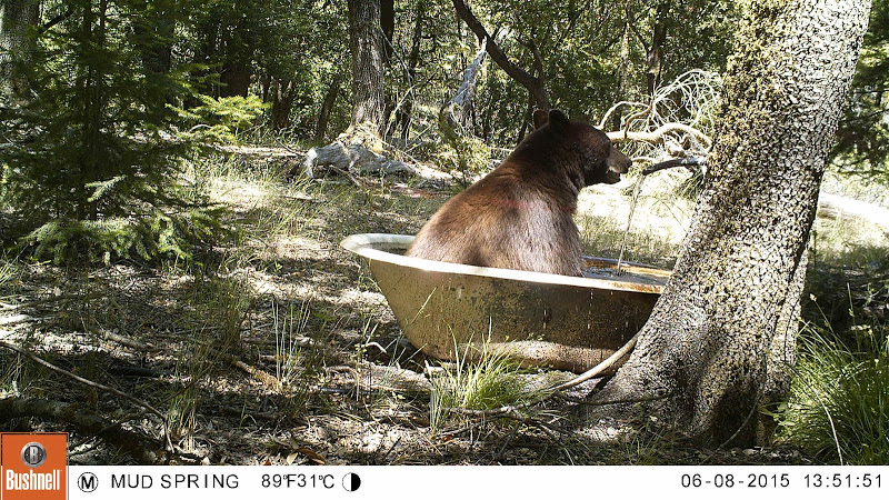 Oso negro sentado en una bañera en Modini Preserve en 2015.  