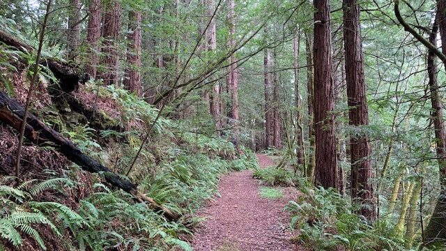Redwood and fern-lined trails at Martin Griffin Preserve are also a student favorite.