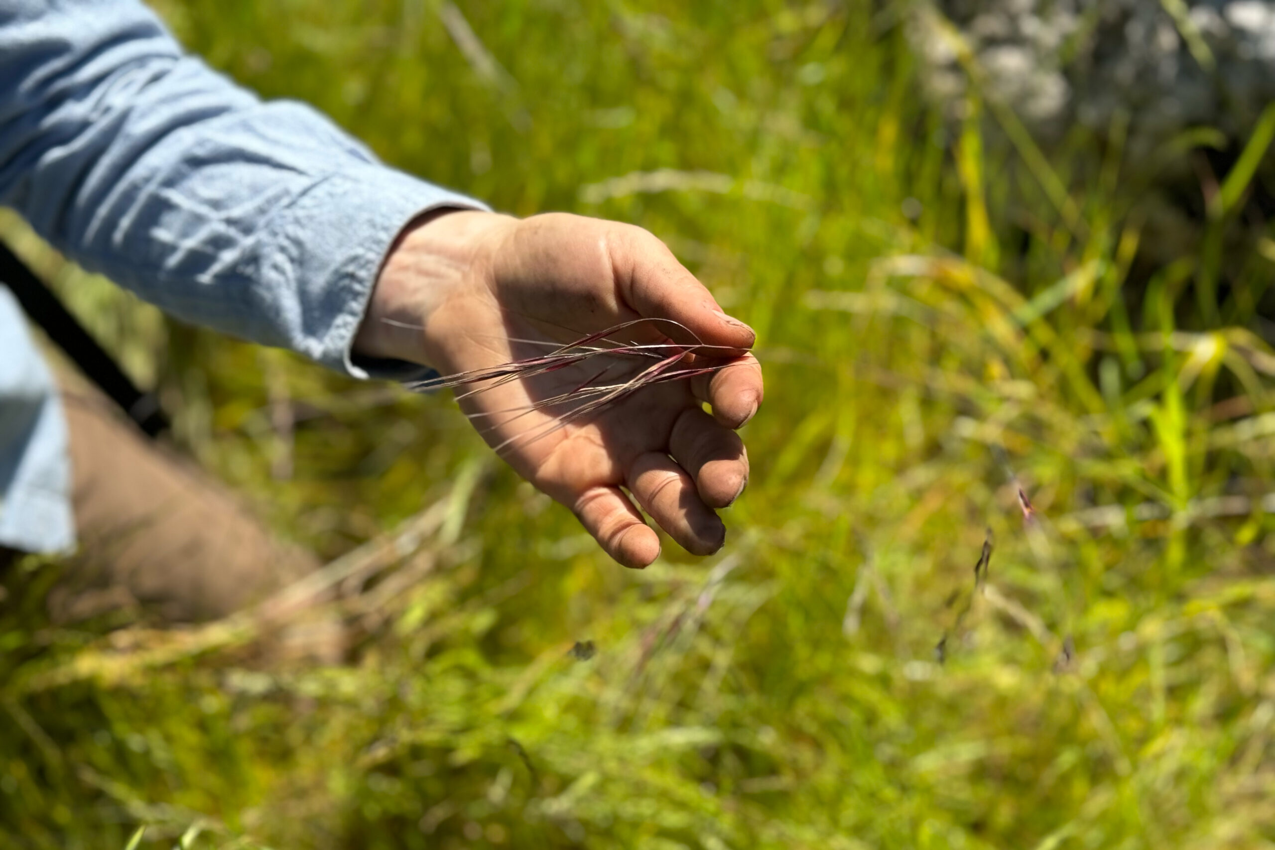 06_CoastalGrasslands_PurpleNeedlegrass_Credit-ErikaLutz