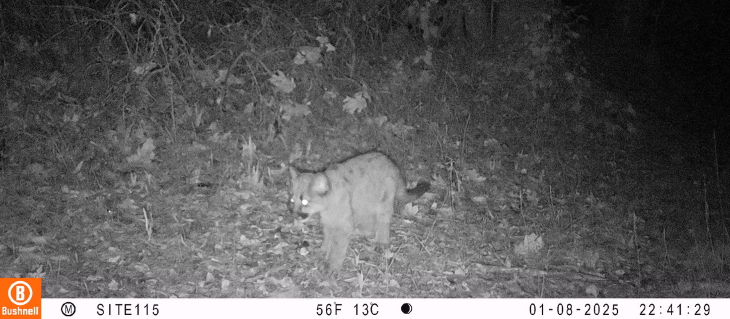 Trail camera P49 cub